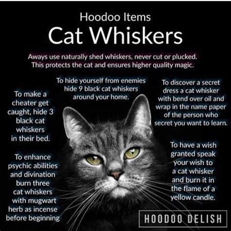 Cat whiskers witchcraft